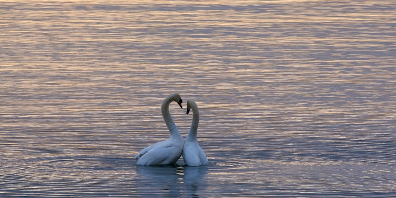 The Sonic Hook of Romance: Why Specific Audio Cues Rule the Valentine Algorithm